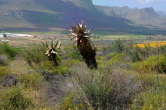Aloe comosa
