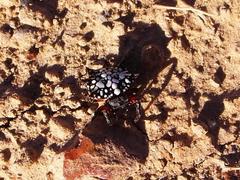 Isoxya cicatricosa