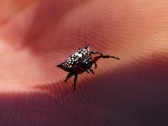 Isoxya cicatricosa