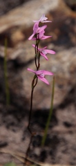 Disa obliqua clavigera