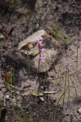 Disa obliqua clavigera