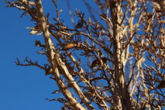 Aspalathus dianthopora