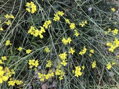 Diplotaxis tenuifolia