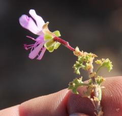 Pelargonium englerianum