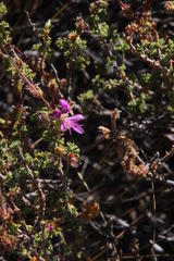 Pelargonium englerianum