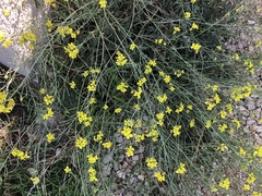 Diplotaxis tenuifolia