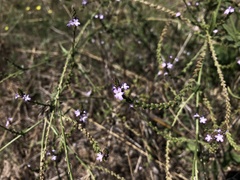 Verbena officinalis
