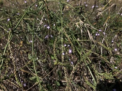 Verbena officinalis