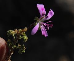 Pelargonium englerianum
