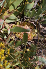 Protea laevis