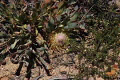 Protea laevis