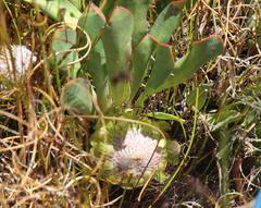 Protea laevis