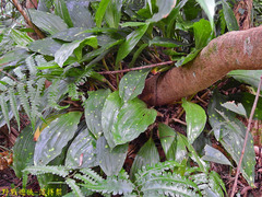 Acanthophippium striatum