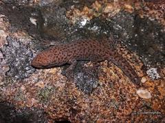 Lygodactylus ocellatus