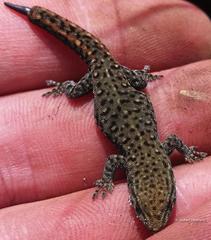 Lygodactylus ocellatus