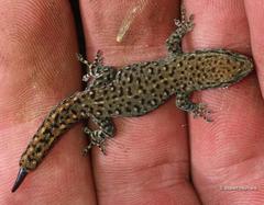 Lygodactylus ocellatus