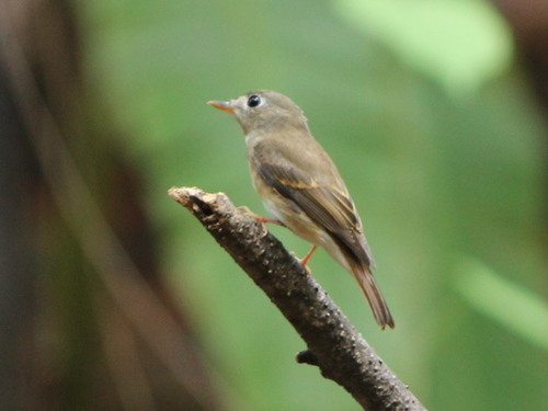 Brown-breasted Flycatcher (Muscicapa muttui)