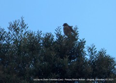 Rupornis magnirostris