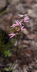 Disa obliqua