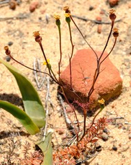 Steirodiscus linearilobus
