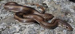 Psammophis crucifer