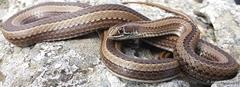 Psammophis crucifer