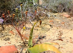 Steirodiscus linearilobus