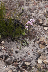 Disa obliqua