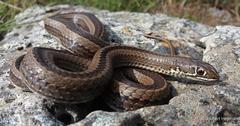 Psammophis crucifer