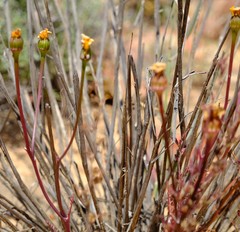 Steirodiscus linearilobus