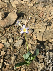 Moraea speciosa
