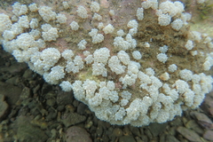 Polycitor proliferus