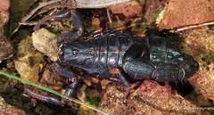 Uroplectes triangulifer