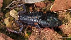 Uroplectes triangulifer
