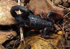 Uroplectes triangulifer