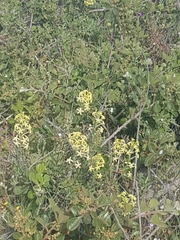 Lyperia lychnidea