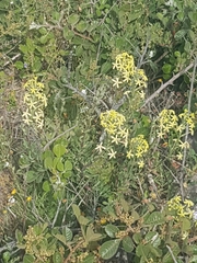 Lyperia lychnidea