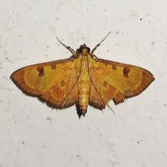 Prenesta scyllalis