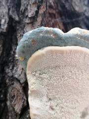 Fungi