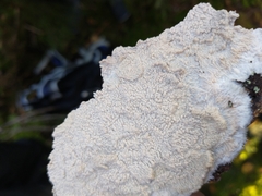 Phlebia centrifuga