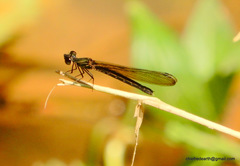 Heliocypha bisignata