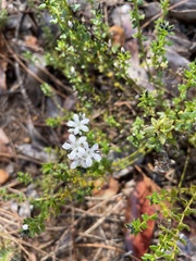 Orianthera serpyllifolia