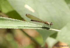 Heliocypha bisignata