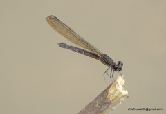 Heliocypha bisignata