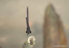 Heliocypha bisignata