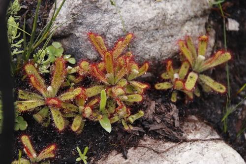 Image of Drosera ericgreenii by (c) Tony Rebelo, some rights reserved (CC BY-SA)