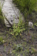 Senecio cymbalarifolius