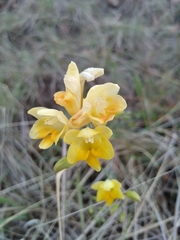 Freesia corymbosa