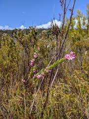 Boronia stricta