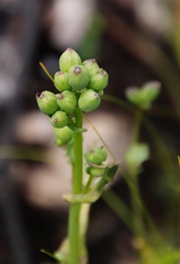 Senecio cymbalarifolius